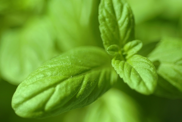 各种花的花语寓意及图片，各种花的花语寓意及图片欣赏（100种花的花语：养养眼）