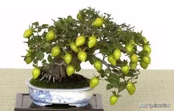 老鸦柿和金弹子的区别，老鸦柿和金弹子谁更容易养活（老鸦柿盆景）