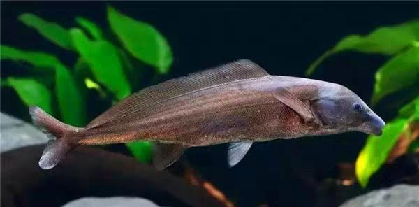 一米五的大鱼缸,养什么为好,是我煞费苦心,好一顿寻找