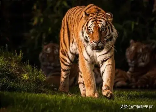 有彪这种动物吗，彪是啥动物啊（能轻松打败老虎）