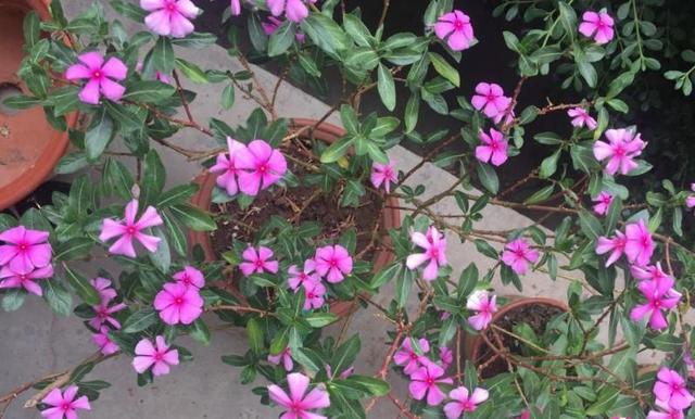 怎么去除家里的蚂蚁窝，怎么去除家里的蚂蚁窝视频（这些就能把它消灭掉）