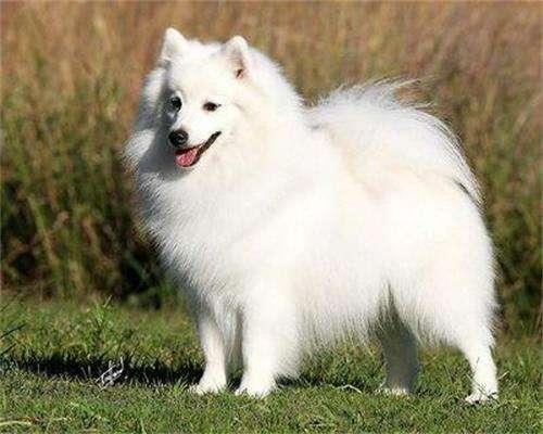 银狐犬为什么很少人养，银狐犬好养活吗（区分萨摩耶犬和银狐犬）