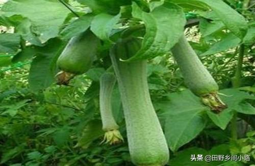 丝瓜种植的注意事项有哪些，丝瓜的养殖方法和注意事项（丝瓜露地栽培管理技术要点）