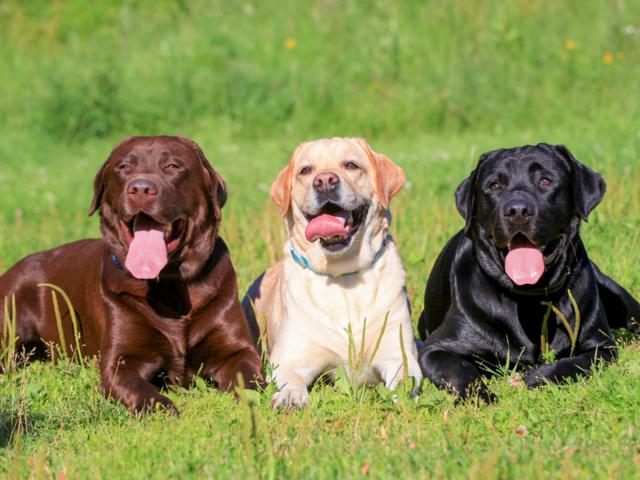 拉布拉多犬训练方法，拉布拉多犬的训练方法（但仍需要主人好好训练）