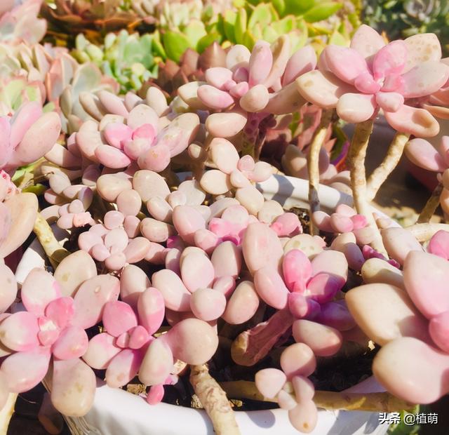 为什么我的多肉植物艾伦一直不长，多肉艾伦变绿（一样能养出粉色的艾伦）