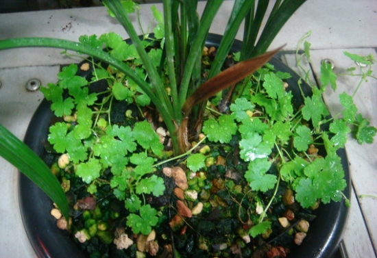 天胡荽，她家兰花盆里咋种一堆“香菜”（天胡荽怎么读）