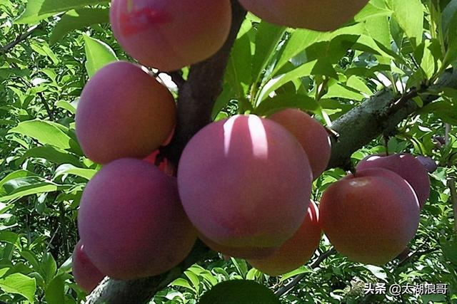 白枣吃了有什么作用急急急，白枣的营养价值及功效（开启了太湖洞庭一年的花果飘香）