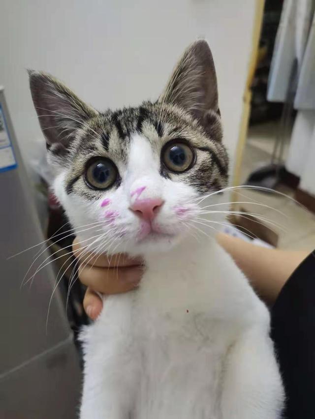 猫肉的做法大全，猫肉有什么做法（请问猫肉怎么做好吃一点）