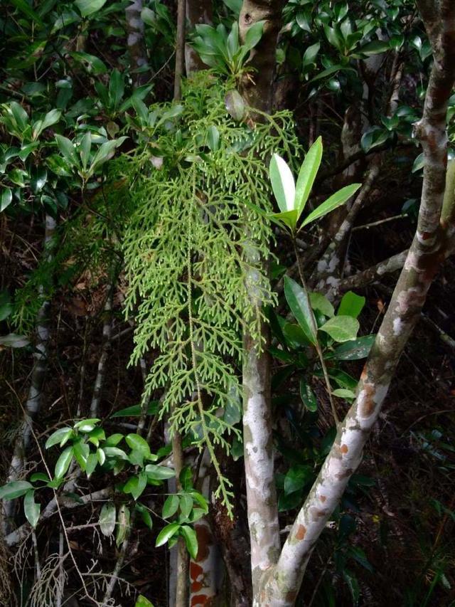 铺地蜈蚣盆景怎么养，铺地蜈蚣盆景叶子干枯（山上长出“铺地蜈蚣”）