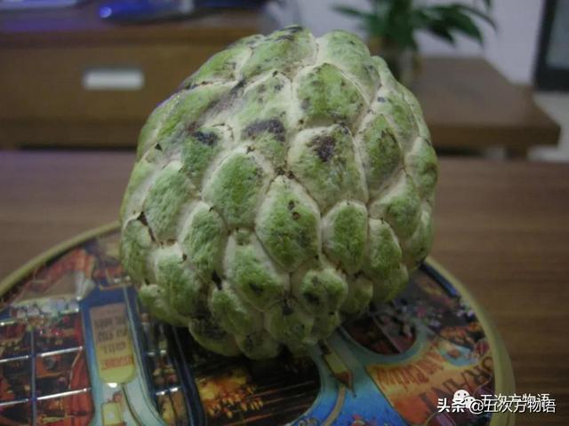 绣线菊亚科植物多具瞢荚果,少为蒴果,瞢荚果由离生心皮发育而来,是初生性状，或原始性状,蒴果由合（草莓上的小麻点真的只是种子吗）