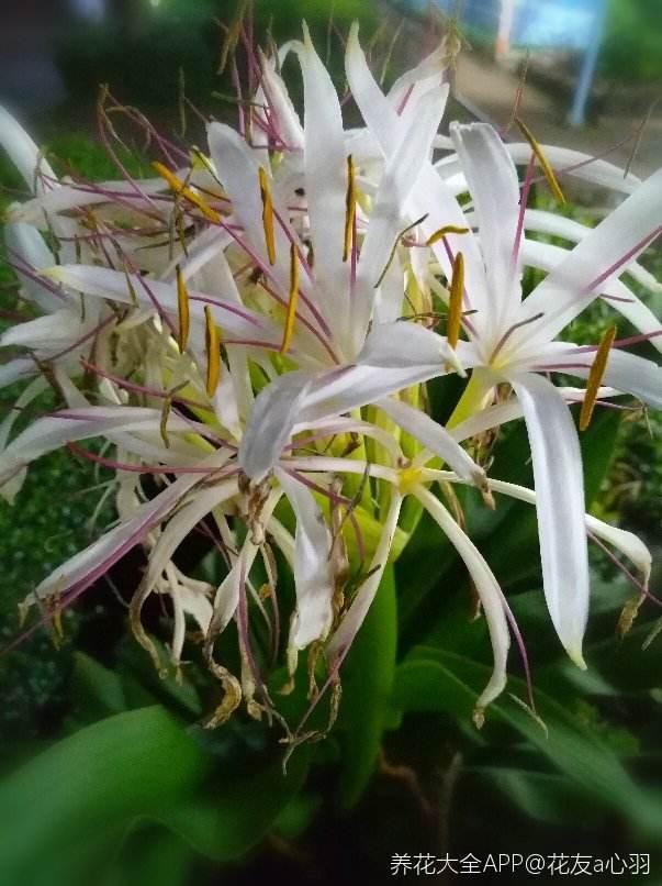 花卉图片及名称大全，常见绿植花卉及名称大全（100种常见花图鉴）