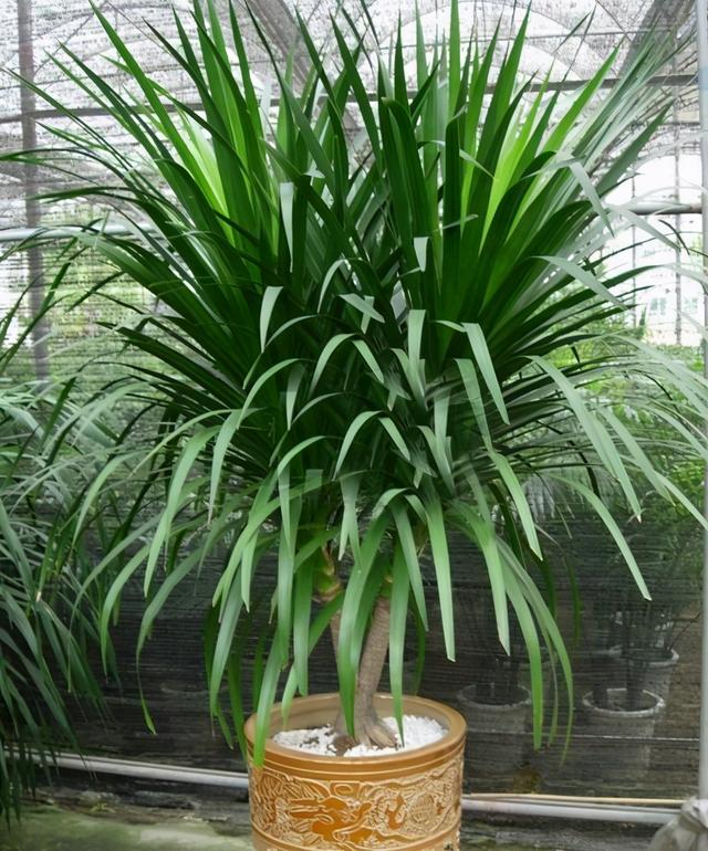 巴西木的养殖方法，巴西木的养殖技巧（龙血树的养殖方法和注意事项都在这里）