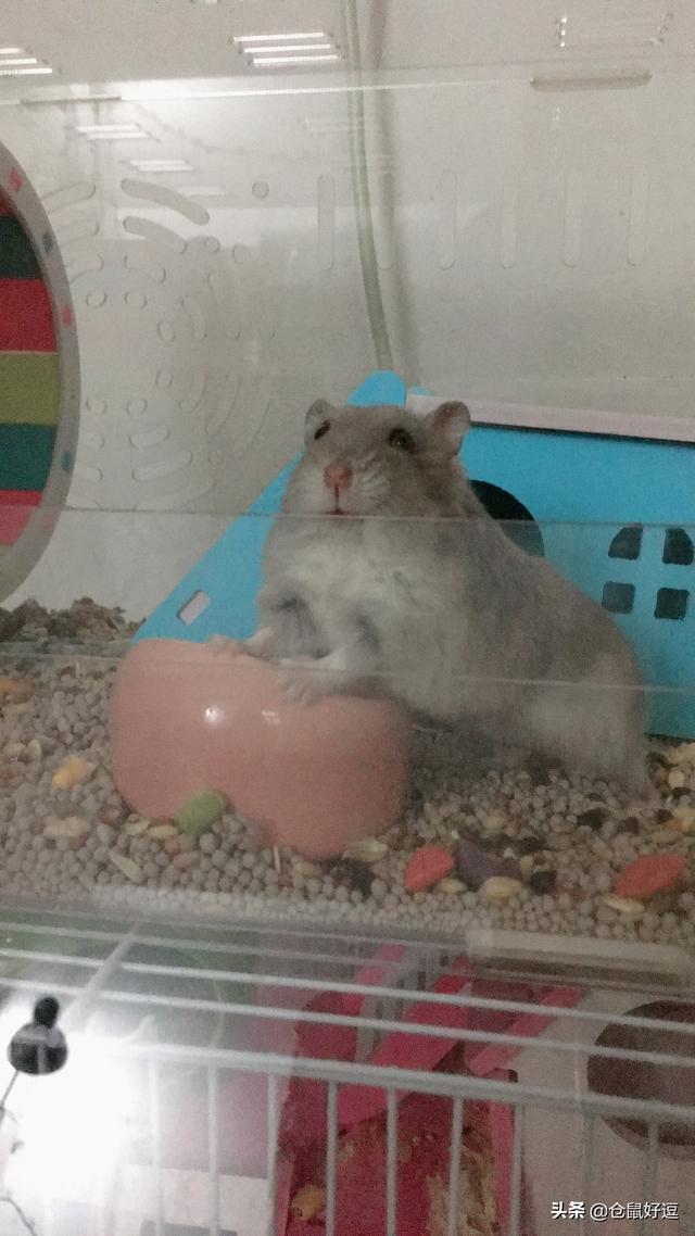 仓鼠可以吃瓜子吗，人吃的瓜子仓鼠能吃吗（小仓鼠应不应该多吃瓜子和面包虫呢）