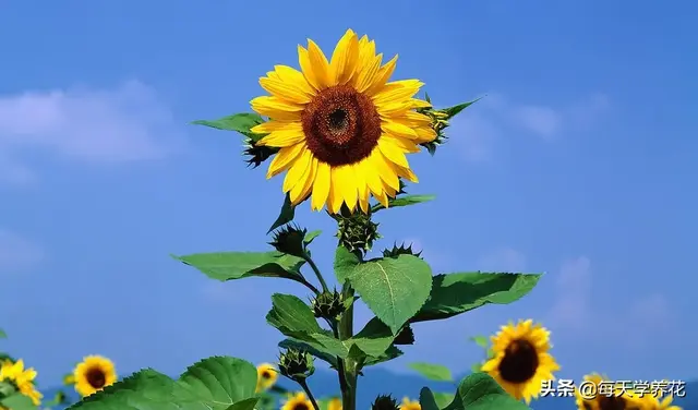 向日葵种子催芽方法，向日葵种子催芽方法图解（手把手教你怎么盆栽向日葵）