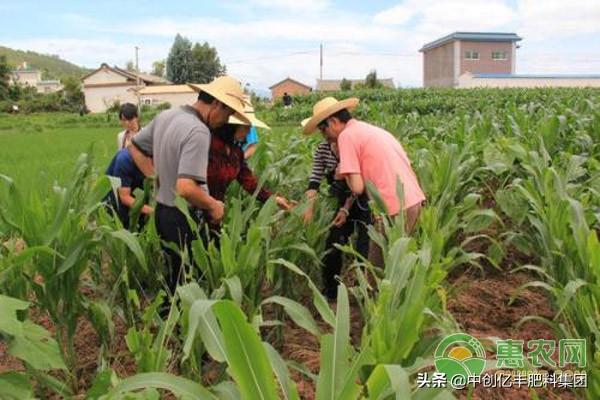 这些害虫对农作物危害大，是农民都应该知道