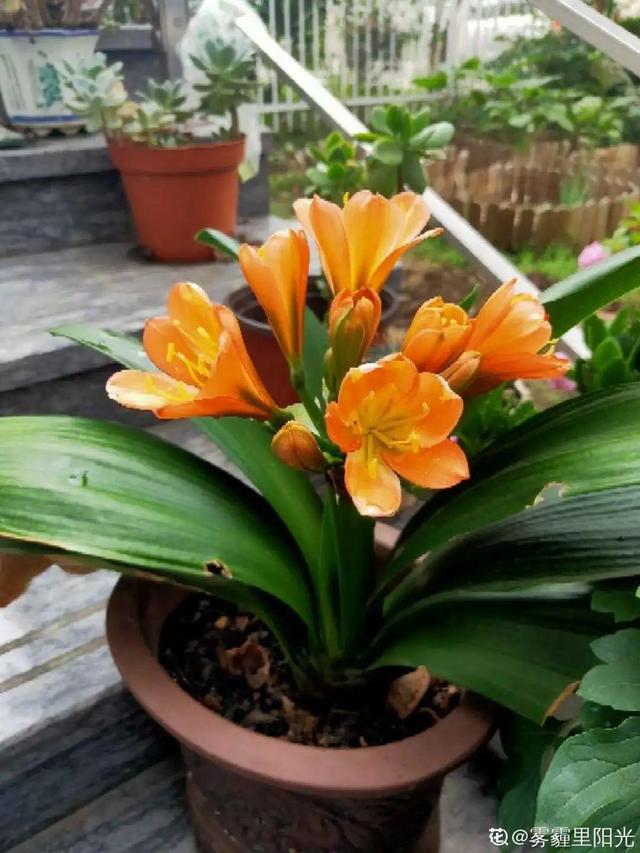 30种适合懒人养的花夏季，蹭蹭疯长、爆盆