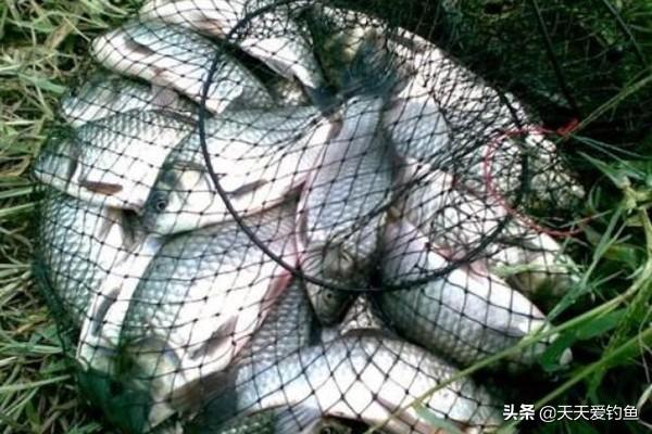 钓鲫鱼怎么调漂，钓鲫鱼调漂的正确方法（浮漂应该这样调）