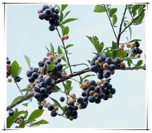 湖南有哪些特色水果，湖南人最全山里野果子