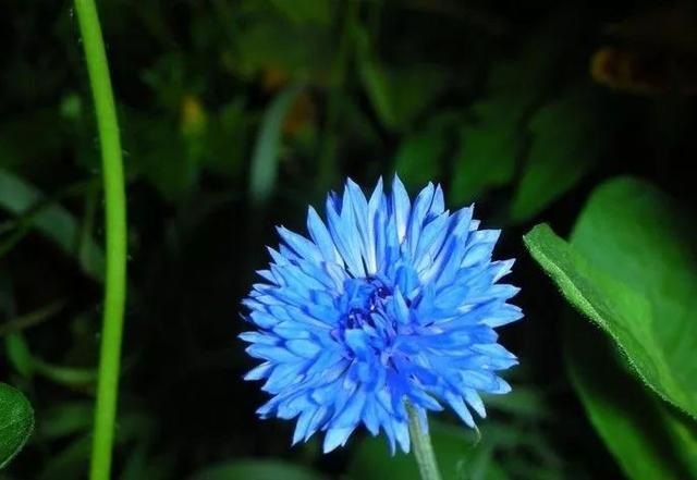 一年四季的花有几种花语，不同颜色寓意也不一样