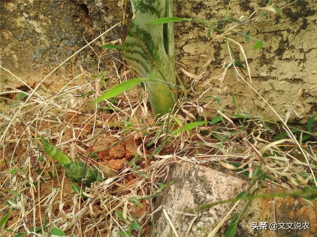 虎皮剑兰的养殖方法，虎皮剑兰的养殖方法和注意事项浇水（新手也能种好虎皮剑兰）