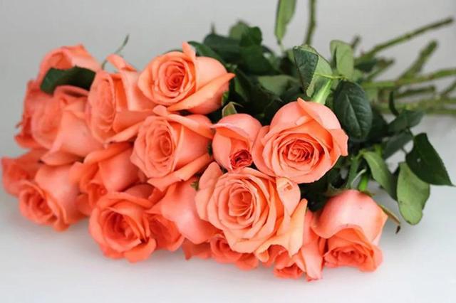 各种玫瑰花的含义，各色的玫瑰花有什么含意（一篇文章认全花店必备80种玫瑰花）