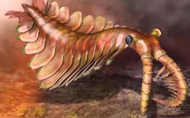 宇宙进化系统，为什么只有人类进化出高度发达的大脑