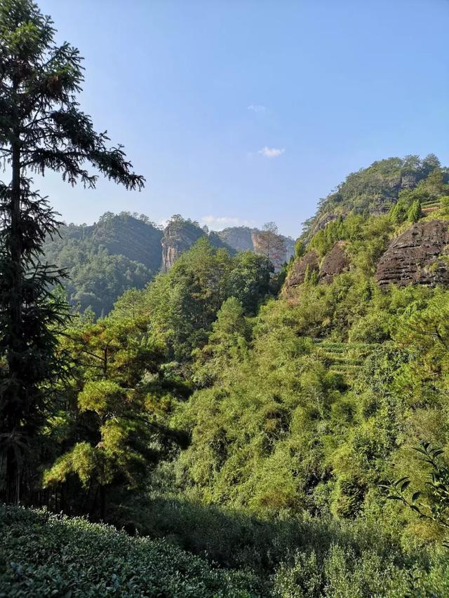 肉桂茶产地，武夷肉桂茶产地（核心正岩产区）