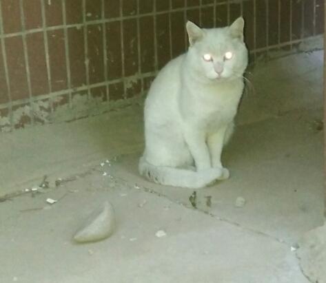 纯净的拼音，《部首识字歌诀》口部21字（纯净的拼音怎么读音）