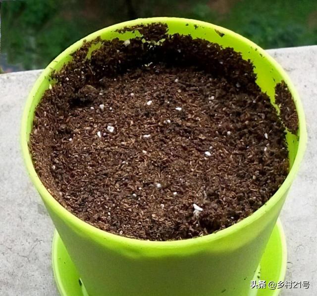 菠萝怎么种植方法，菠萝种植几年才能结果（种在盆里5天长根）