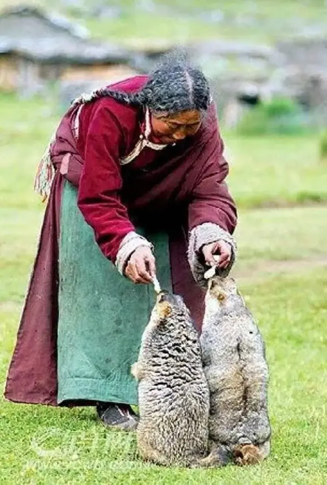 土拔鼠是什么意思，地鼠是鼠类吗（藏族人和老鼠的不解情缘）