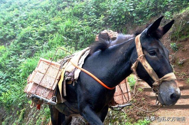 骡子为什么不能生育，为什么骡子不能生育（骡子不能生育的真正原因）