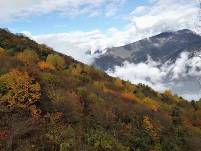 成都到茂县松坪沟旅游，成都到茂县松坪沟旅游攻略（漫山彩林红遍、脆甜糖心苹果满枝头）