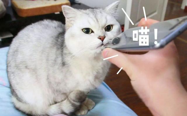 emmmmm是什么意思，emmmmm什么意思（喵叫原是猫与人沟通的独特语言）