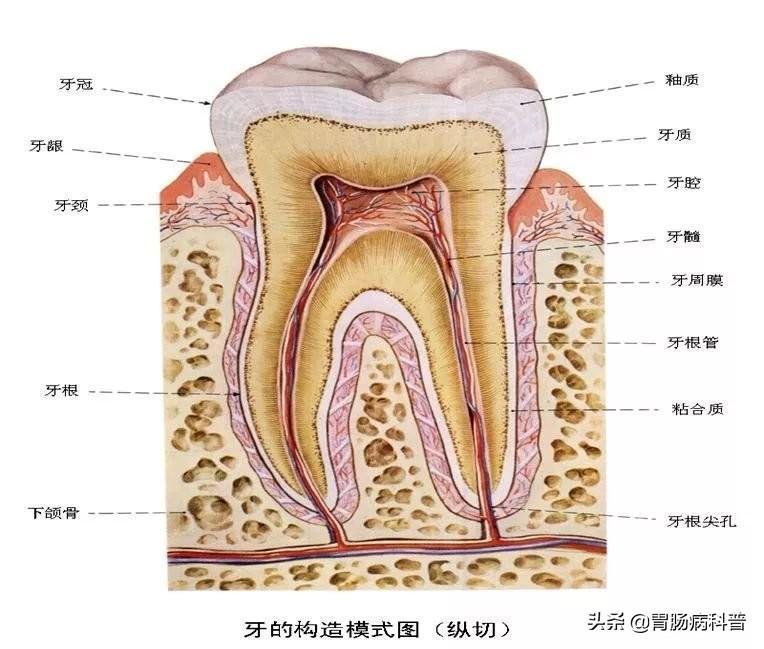 人的肠道有多少米，肠道大概多少米（消化系统解剖图谱+详解）