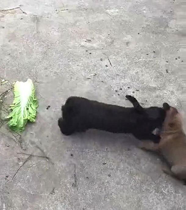 关于兔子的知识，兔子科普故事（下面这6小点一定要记牢了呀）