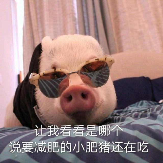 今天也要加油鸭，今天也要加油鸭壁纸（表情包：今天也要加油鸭图片）