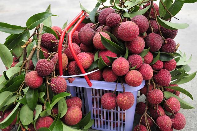 白蜡荔枝和白糖罂的区别，白糖罂荔枝怎么样（白糖罂好吃还是妃子笑好吃）