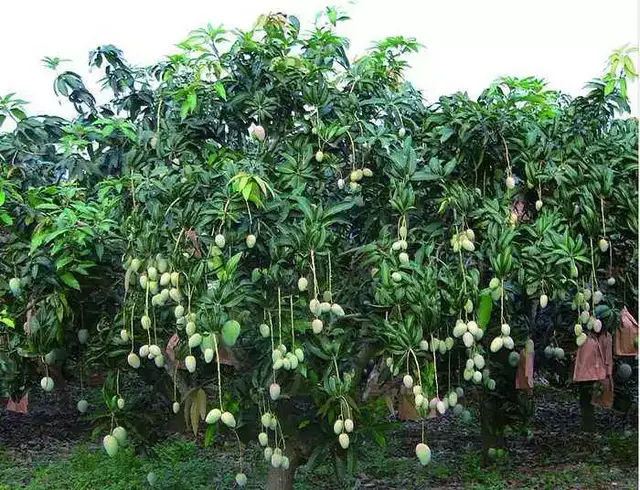 芒果怎么种植方法，芒果的种植方法（亩收益都上万）