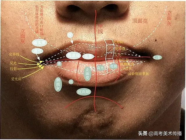 眉毛的结构图，眉毛的基本结构（五官及头、颈、肩关系解析）