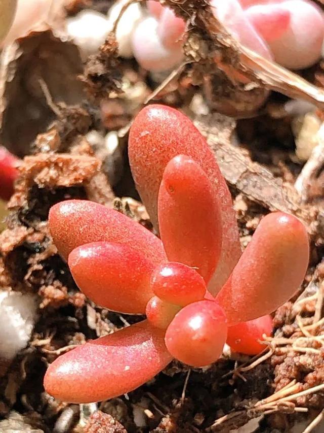 万重山变黄变软怎么办，万重山变软了怎么办（以阳光为滤镜）