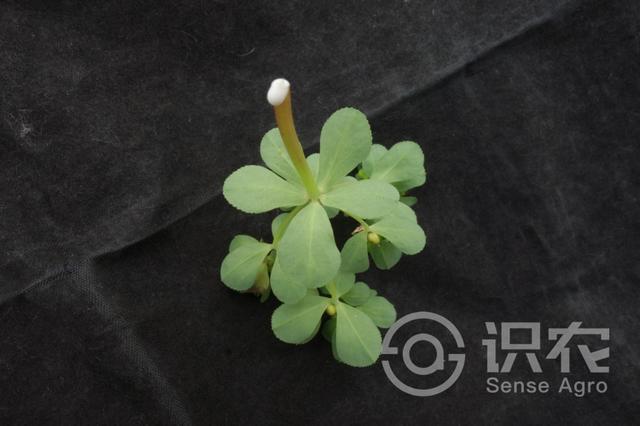每日一草：泽漆，中药泽漆图片