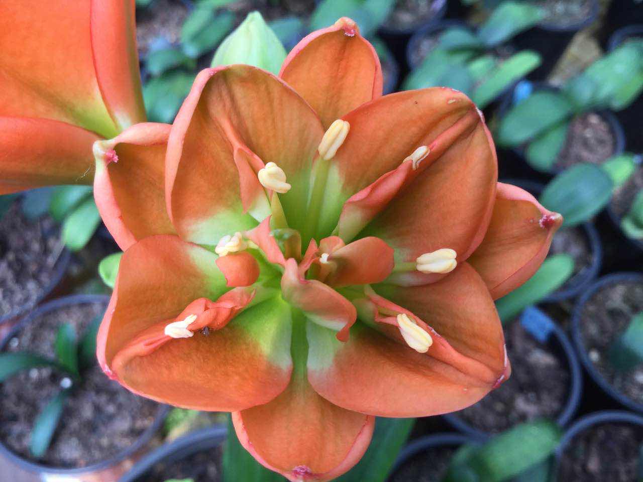 最红君子兰花(顶级君子兰品种图片欣赏) - 美客网