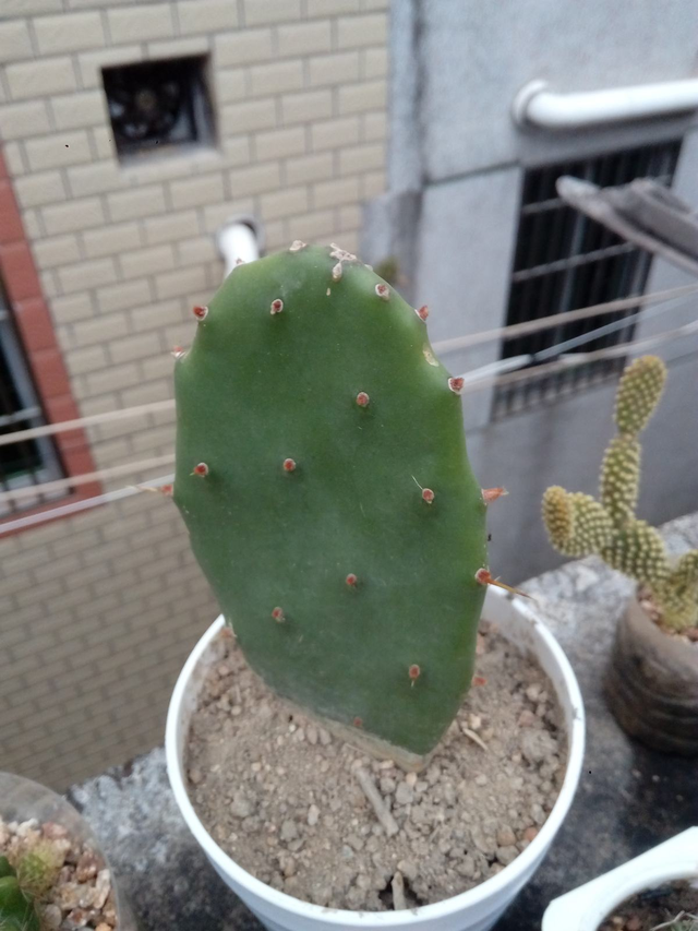 仙人掌的精神品质，描写仙人掌的优美句子（养“仙人掌”有窍门）