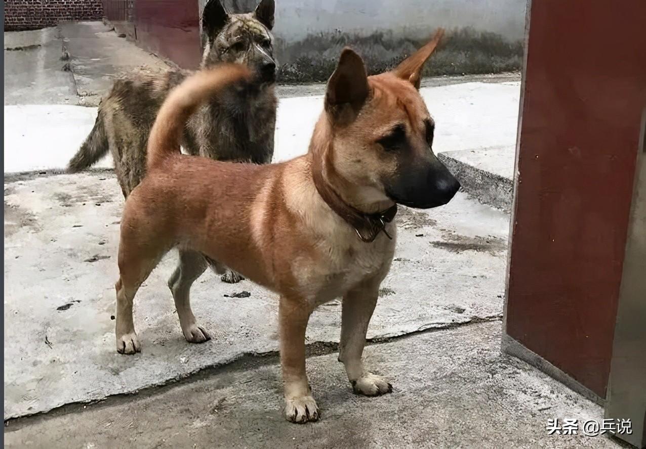 日本狼青犬多少钱 纯种日本狼青犬