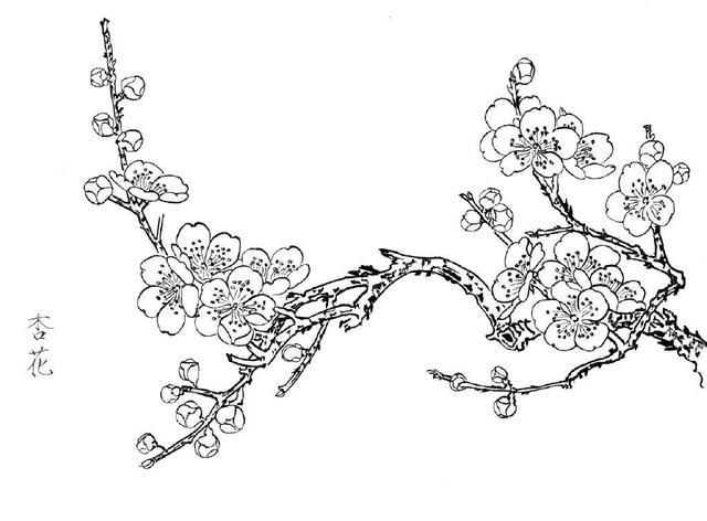 怎么画桃花的简笔画，怎么画桃花的简笔画图片（适合初学者临摹学习）