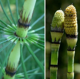 植物活化石有哪些，活化石有哪些（十大动植物活化石）