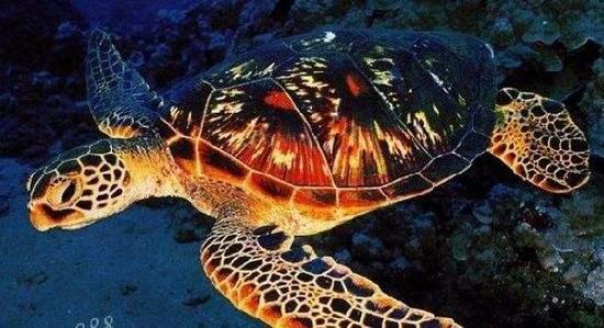 海龟是两栖动物吗，海龟是不是两栖动物（海龟历史久活得还久）