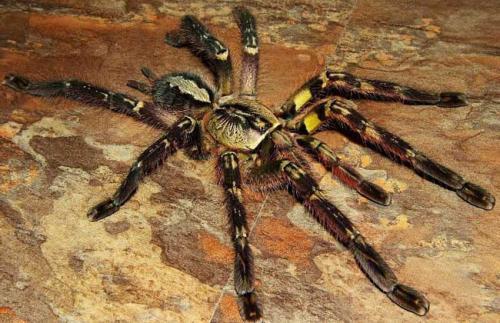 8种毒蜘蛛千万别碰，盘点世界十大最毒蜘蛛（世界十大毒性最强蜘蛛）