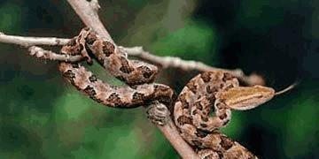 中国十大致命毒蛇，饭铲头粤语什么意思（存在于我国境内十大毒蛇排行）