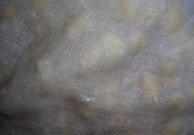 如何自泡绿豆芽，如何自己泡绿豆芽（一周长出鲜豆芽）